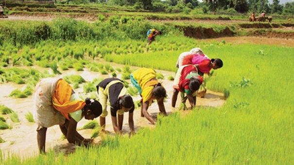 3-lakhs-incentive-for-seed-bank-maintained-farmers