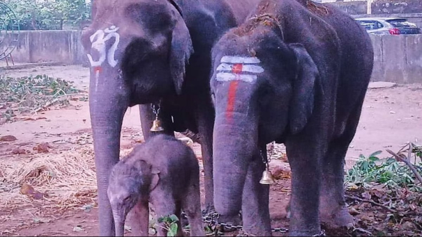 elephant-taken-to-dasara-safari-gives-birth-to-female-calf-in-shivamogga