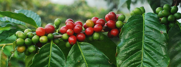 coffee-season-starts-in-nilgiris