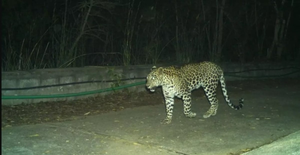 leopard-walk-again-on-tirupati-hill-pass