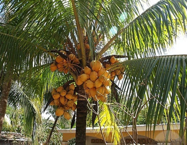 farmers-abandon-coconut-cultivation-and-switch-to-alternative-crops