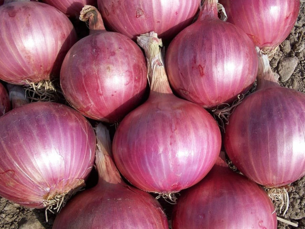 the-price-of-onion-is-reaching-the-peak-again