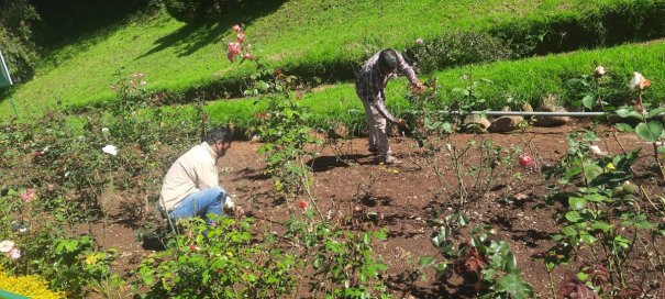 heavy-rain-in-nilgiris-leaves-roses-to-rot-in-rose-park-ooty