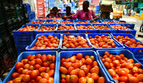 tomato-prices-are-likely-to-rise-due-to-continuous-heavy-rains