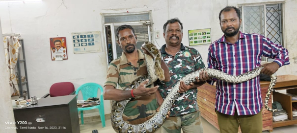 12-feet-giant-python-trapped-in-iit-chennai-campus