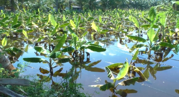 rain-water-stagnated-leaves-5-thousand-banana-trees-damaged-in-mettupalayam