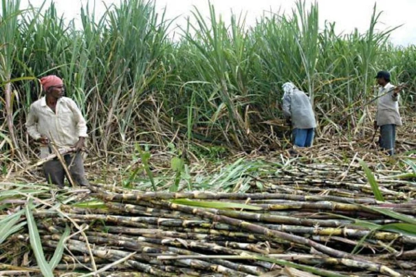 removal-of-the-ban-imposed-on-the-production-of-ethanol-from-sugarcane-the-central-government-order