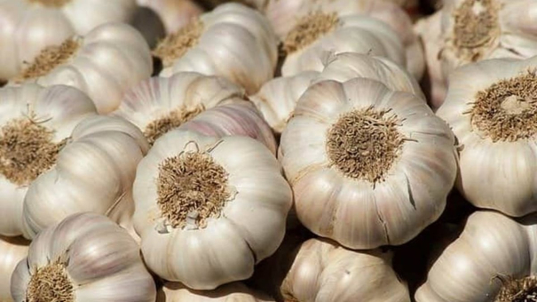 garlic-rates-soar-to-rs350-per-kilo-in-koyambedu