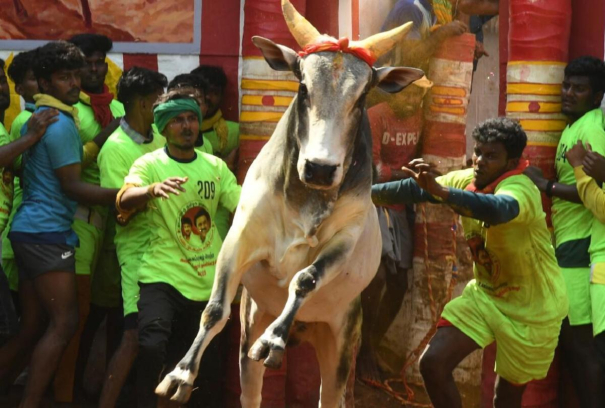 jallikattu-tomorrow-in-avaniyapuram