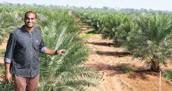 dates-farming-in-ramanathapuram