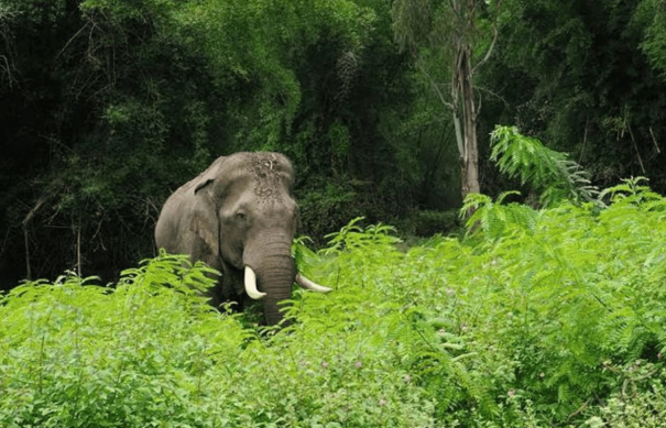 woman-dies-after-being-trampled-by-elephant-in-kerala