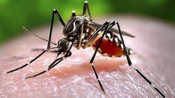 west-nile-fever-in-kerala-state-govt-orders-all-districts-to-be-vigilant