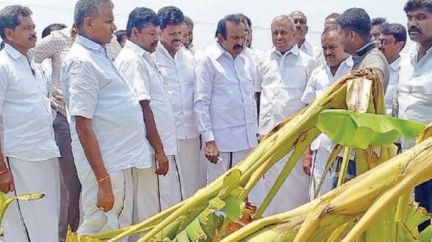 banana-trees-damaged-by-cyclone-winds-on-anaimalai-odayakulam-area