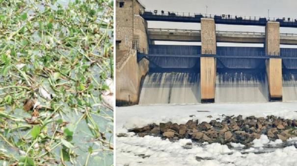 increase-on-water-flow-to-krishnagiri-dam-fish-die-due-to-water-contamination