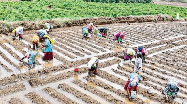 agricultural-work-is-busy-on-palani-due-to-summer-rains