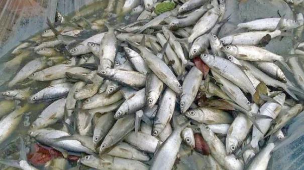 ramanathapuram-temporary-ban-on-collection-of-milk-carp-fingerlings