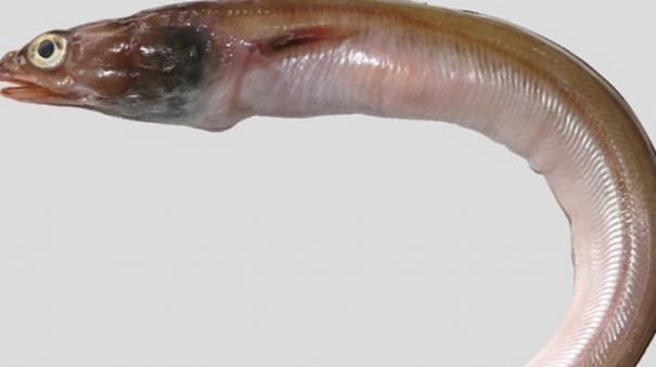 ariosoma-thoothukudiense-named-for-new-fish-detect-thoothukudi