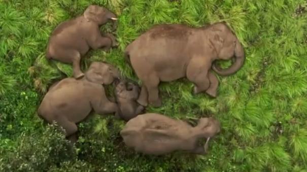 anaimalai-tiger-reserve-baby-elephant-sleeping-safely