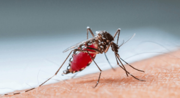 dengue-outbreak-claims-14-lives-in-turbat-in-pakistan