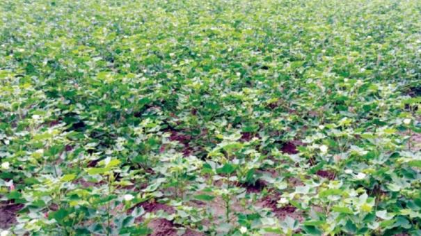2000-acres-of-cotton-crops-affected-by-summer-rains-on-nagai-district
