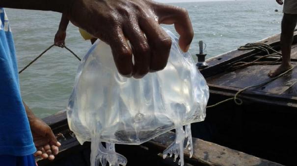 no-threat-from-jelly-fish-says-fisheries-inspector