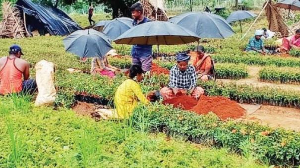 summer-rains-on-denkanikottai-area-farmers-are-busy-on-production-of-rose-seedlings