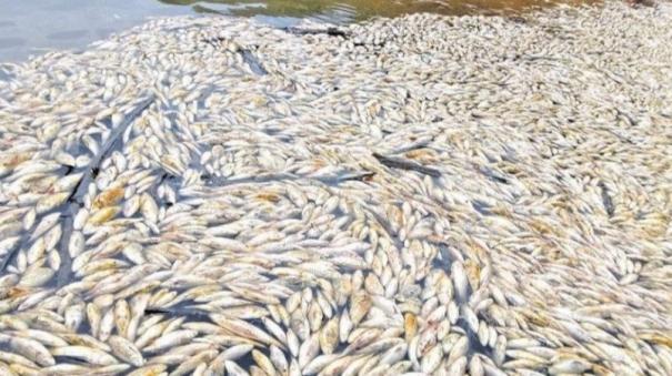 dead-fish-floating-in-sitheri-at-perungalathur-investigation-going-on