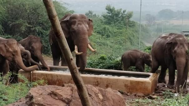 a-herd-of-elephants-drinking-water-with-their-young-drenched-in-the-rain