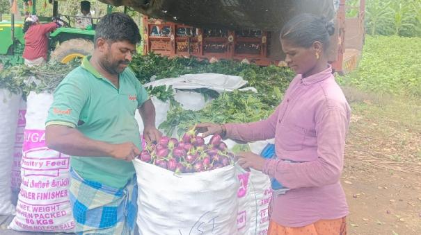 brinjal-yield-affected-due-to-heavy-rain