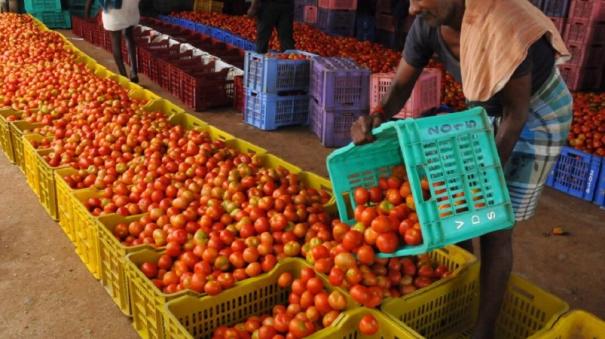 tomato-prices-rise-due-to-continuous-rains-on-hosur