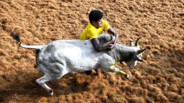 permission-granted-for-jallikattu-in-sivagangai