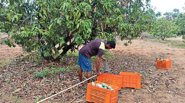 mango-yield-in-salem-has-fallen-sharply