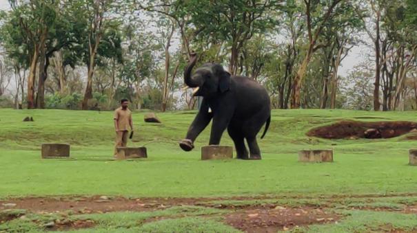 kumki-training-for-young-elephants-in-mudumalai