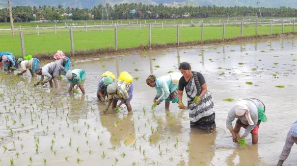 cultivation-of-kanipoo-paddy-started-early-on-kanyakumari-due-to-summer-rains