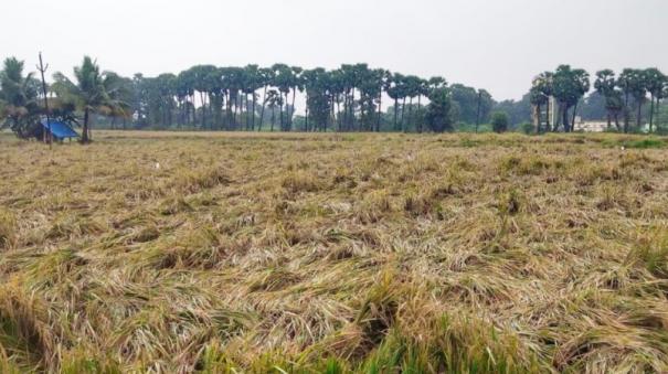 crop-submerged-in-water-due-to-heavy-rain