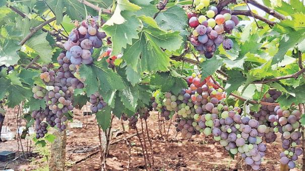 grapes-damaged-on-the-vine-by-summer-rains