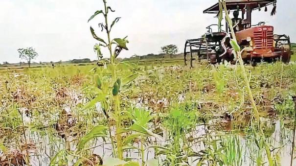 tiruvarur-farmers-plowing-and-destroying-sesame-plants