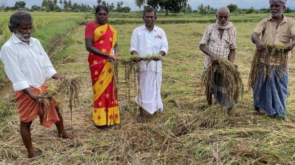 rainfall-at-harvest-time-400-acres-of-paddy-cultivation-affected-on-palani