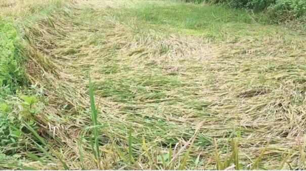 1000-acres-of-summer-paddy-crops-affected-by-rains