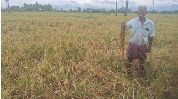 50-acres-of-paddy-crops-damaged-due-to-rain-waterlogging-in-nellai