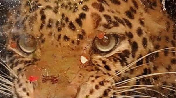 leopard-captured-by-forest-dept