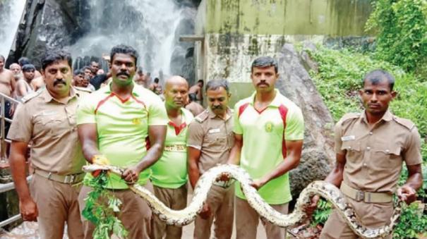 python-rescue-at-courtalam-aintharuvi