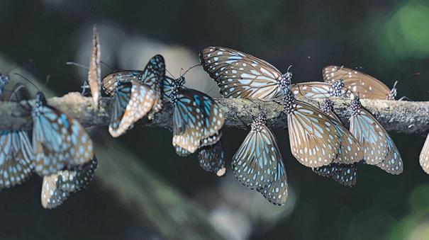 butterflies-migration-in-eastern-ghats
