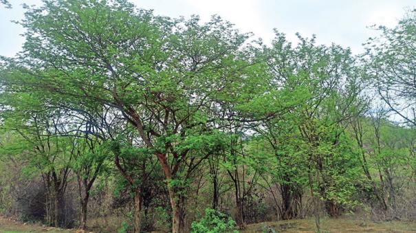 forests-turned-green-due-to-summer-rains-in-salem
