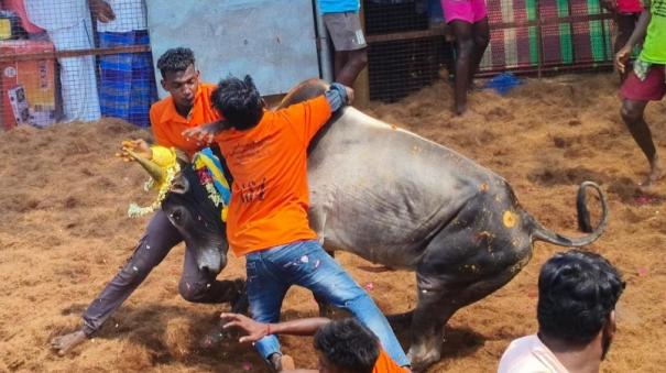 600-bulls-participate-on-ayyampatti-jallikattu-20-injured
