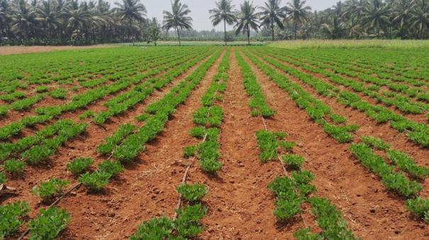 microbial-fertilizers-beneficial-to-crops-coimbatore-agriculture-department-notification