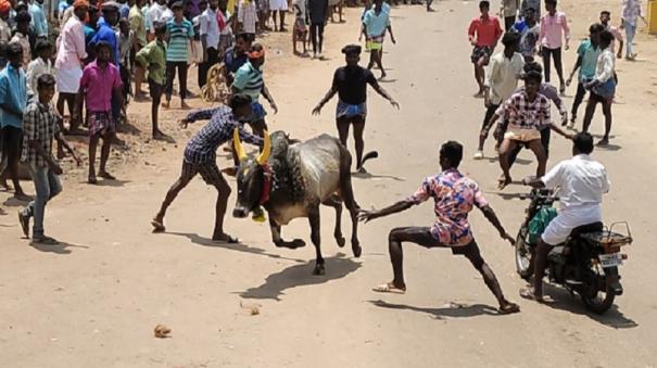 singampunari-400-bulls-participate-on-traditional-ilavatta-manjuvirattu-10-injured