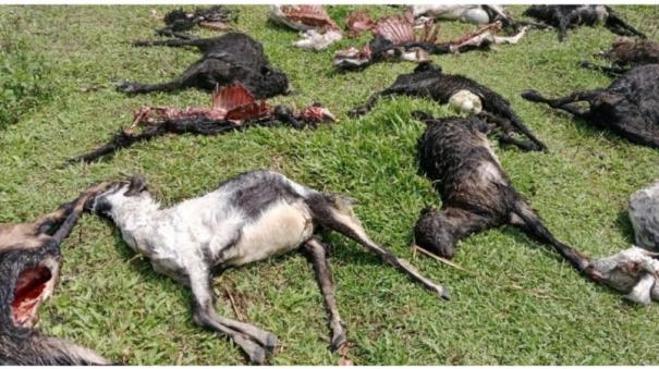 40-goats-killed-in-munnar-attack-by-coyotes