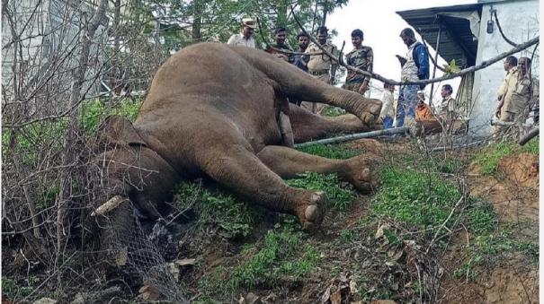 two-elephants-died-in-one-month
