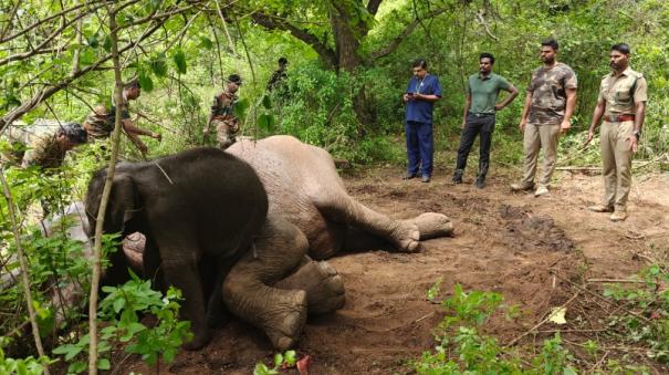 treatment-of-a-sick-female-elephant-with-her-calf-in-the-forest